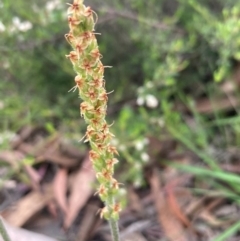 Plantago gaudichaudii at Burra, NSW - 20 Oct 2020