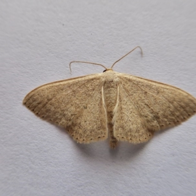 Scopula (genus) (A wave moth) at Rugosa - 21 Oct 2020 by SenexRugosus