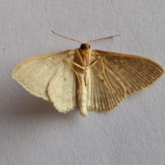 Scopula (genus) at Yass River, NSW - 21 Oct 2020