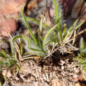 Rytidosperma sp. at Gundaroo, NSW - 19 Oct 2020