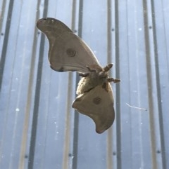 Opodiphthera (genus) (A gum moth) at Acton, ACT - 21 Oct 2020 by lydialuc