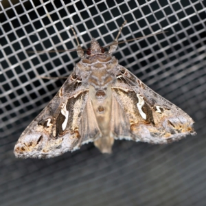 Chrysodeixis argentifera at O'Connor, ACT - 18 Oct 2020