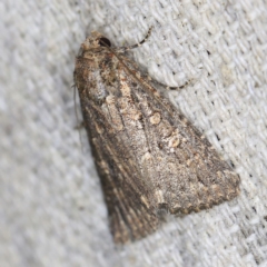 Hypoperigea tonsa (A noctuid moth) at O'Connor, ACT - 18 Oct 2020 by ibaird
