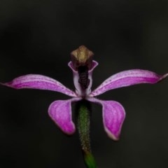 Caladenia congesta (Pink Caps) at Tralee, NSW - 21 Oct 2020 by dan.clark