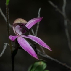 Caladenia congesta at Tralee, NSW - 21 Oct 2020