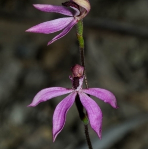 Caladenia congesta at Tralee, NSW - 21 Oct 2020