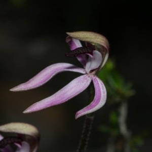 Caladenia congesta at Tralee, NSW - 21 Oct 2020