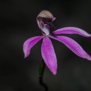 Caladenia congesta at Tralee, NSW - 21 Oct 2020