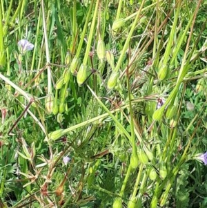 Erodium botrys at Page, ACT - 12 Oct 2020