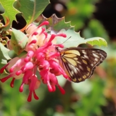 Belenois java (Caper White) at Acton, ACT - 21 Oct 2020 by RodDeb