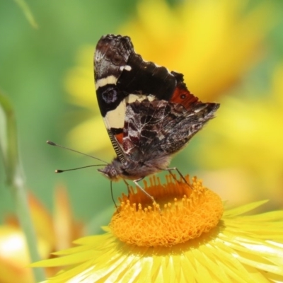 Vanessa itea (Yellow Admiral) at Acton, ACT - 21 Oct 2020 by RodDeb