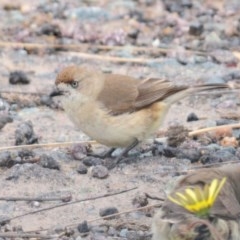 Aphelocephala leucopsis (Southern Whiteface) at Holt, ACT - 13 Oct 2020 by Harrisi