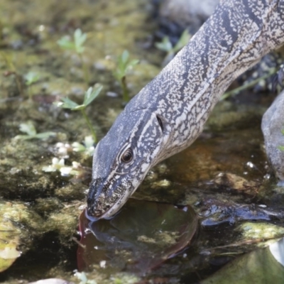Varanus rosenbergi (Heath or Rosenberg's Monitor) at Michelago, NSW - 21 Nov 2019 by Illilanga