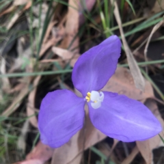 Patersonia glabrata (Native Iris) at Mystery Bay, NSW - 21 Oct 2020 by LocalFlowers