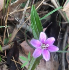 Schelhammera undulata (Lilac Lily) at Mystery Bay, NSW - 22 Oct 2020 by LocalFlowers