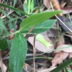 Billardiera mutabilis (Climbing Apple Berry, Apple Berry, Snot Berry, Apple Dumblings, Changeable Flowered Billardiera) at Mystery Bay, NSW - 22 Oct 2020 by LocalFlowers