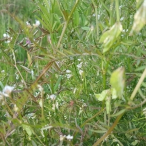 Vicia disperma at O'Malley, ACT - 18 Oct 2020