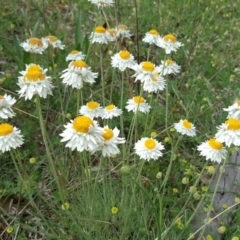 Leucochrysum albicans subsp. tricolor (Hoary Sunray) at O'Malley, ACT - 18 Oct 2020 by Mike