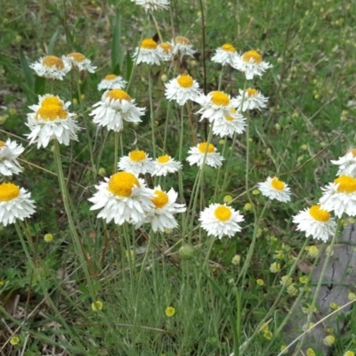 Leucochrysum albicans subsp. tricolor (Hoary Sunray) at O'Malley, ACT - 18 Oct 2020 by Mike