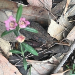 Boronia polygalifolia (Dwarf Boronia) at Mystery Bay, NSW - 21 Oct 2020 by LocalFlowers