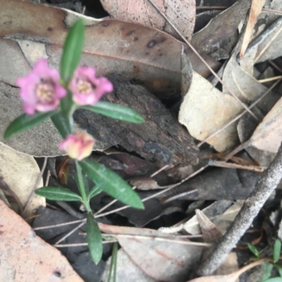 Boronia polygalifolia (Dwarf Boronia) at Mystery Bay, NSW - 21 Oct 2020 by LocalFlowers