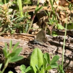 Zizina otis (Common Grass-Blue) at Booth, ACT - 21 Oct 2020 by KMcCue