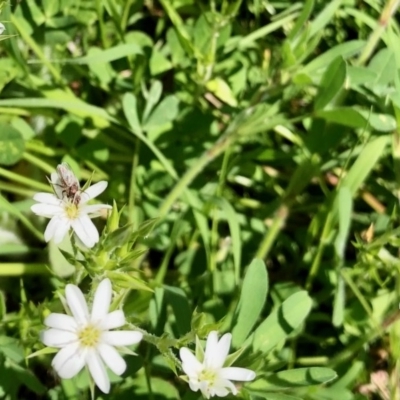 Cerastium vulgare (Mouse Ear Chickweed) at Booth, ACT - 20 Oct 2020 by KMcCue