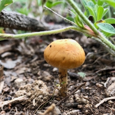 zz agaric (stem; gill colour unknown) at Booth, ACT - 18 Oct 2020 by KMcCue