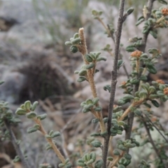 Phebalium squamulosum subsp. ozothamnoides (Alpine Phebalium, Scaly Phebalium) at Endeavour Reserve (Bombala) - 21 Jul 2020 by michaelb