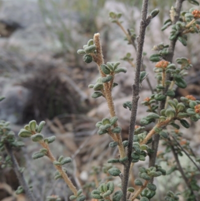 Phebalium squamulosum subsp. ozothamnoides (Alpine Phebalium, Scaly Phebalium) at Endeavour Reserve (Bombala) - 21 Jul 2020 by michaelb