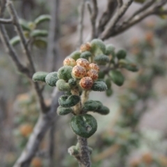 Phebalium squamulosum subsp. ozothamnoides at Bombala, NSW - 21 Jul 2020