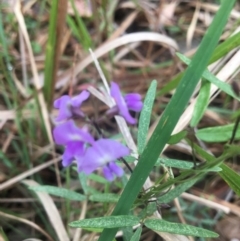 Glycine clandestina (Twining Glycine) at Mystery Bay, NSW - 21 Oct 2020 by LocalFlowers