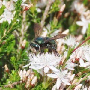 Xylocopa (Lestis) aerata at Theodore, ACT - 22 Oct 2020