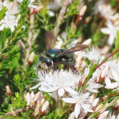 Xylocopa (Lestis) aerata (Golden-Green Carpenter Bee) at Theodore, ACT - 21 Oct 2020 by owenh