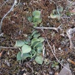 Pterostylidinae (greenhood alliance) (A Greenhood) at Endeavour Reserve (Bombala) - 21 Jul 2020 by michaelb