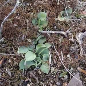 Pterostylidinae (greenhood alliance) at Bombala, NSW - 21 Jul 2020