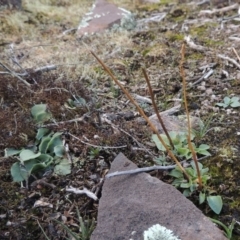 Pterostylidinae (greenhood alliance) at Bombala, NSW - 21 Jul 2020