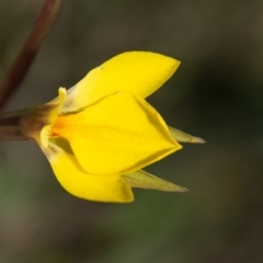 Diuris subalpina (Small Snake Orchid) at Mount Clear, ACT - 21 Oct 2020 by SWishart