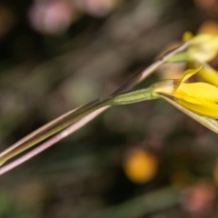 Diuris subalpina at Mount Clear, ACT - suppressed