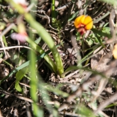 Diuris subalpina at Mount Clear, ACT - 21 Oct 2020