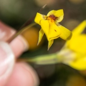 Diuris subalpina at Mount Clear, ACT - 21 Oct 2020