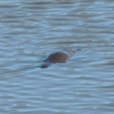 Ornithorhynchus anatinus (Platypus) at Nimmitabel, NSW - 22 Jul 2020 by michaelb