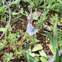 Zizina otis (Common Grass-Blue) at Booth, ACT - 21 Oct 2020 by KMcCue