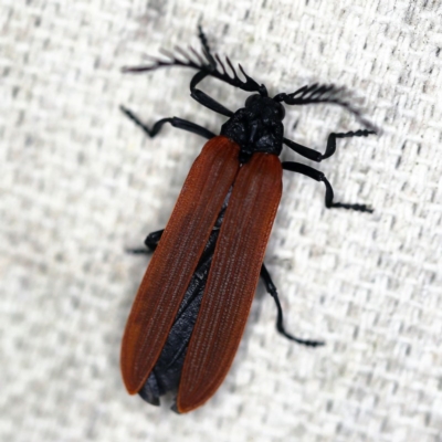 Porrostoma sp. (genus) (Lycid, Net-winged beetle) at O'Connor, ACT - 21 Oct 2020 by ibaird