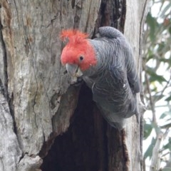 Callocephalon fimbriatum (Gang-gang Cockatoo) at Deakin, ACT - 21 Oct 2020 by JackyF