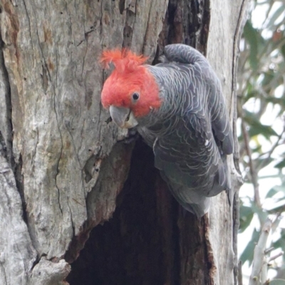 Callocephalon fimbriatum (Gang-gang Cockatoo) at Deakin, ACT - 21 Oct 2020 by JackyF