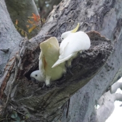 Cacatua galerita (Sulphur-crested Cockatoo) at Hughes, ACT - 21 Oct 2020 by JackyF