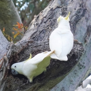 Cacatua galerita at Hughes, ACT - 22 Oct 2020