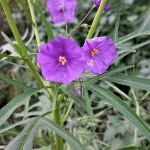 Solanum linearifolium at Hughes, ACT - 21 Oct 2020