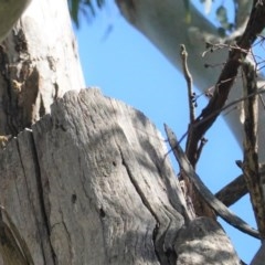 Apis mellifera at Deakin, ACT - 21 Oct 2020